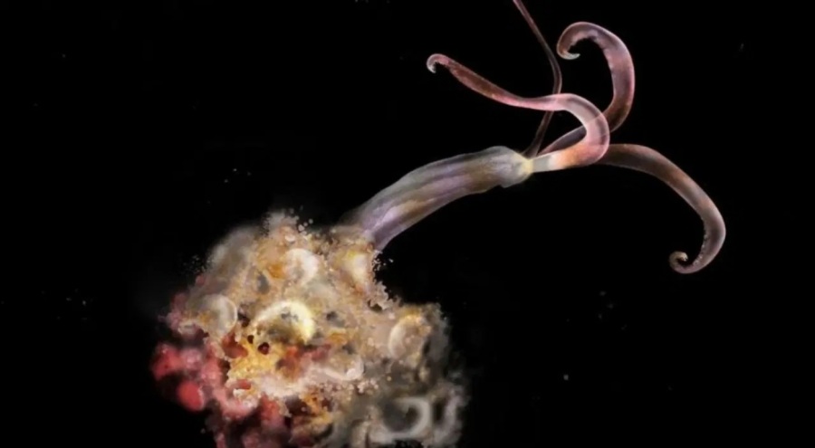 Bilim insanlarından uyarı: Zombi solucanlar yok oluyor