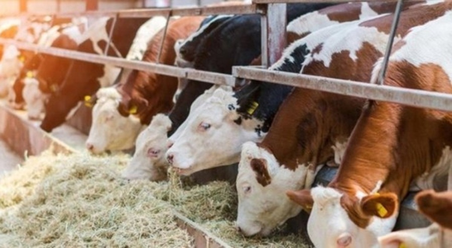 Tarım ve Orman Bakanlığı: Şap hastalığı kontrol altına alındı