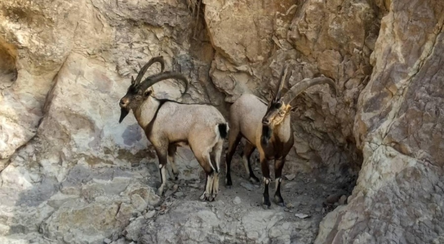 Yaban keçisi öldüren 3 kişiye 1,9 milyon lira ceza!