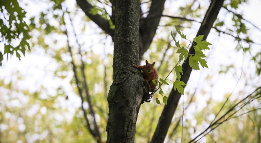 Bursa Botanik Park'ta renk cümbüşü ve doğal yaşam bir arada