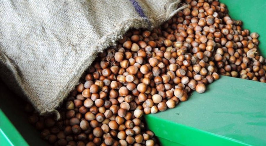 Fındık ihracatında dev gerileme