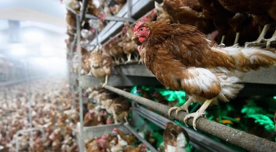 İspanya'da kuş gribi alarmı