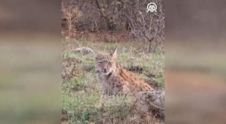 Karabük'te nesli tehlike altındaki vaşak kamerada!