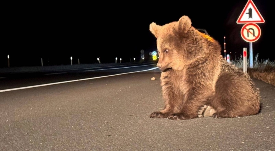 Saldırıya uğradığı tahmin ediliyor: Yol kenarında bitkin halde bir bozayı yavrusu bulundu