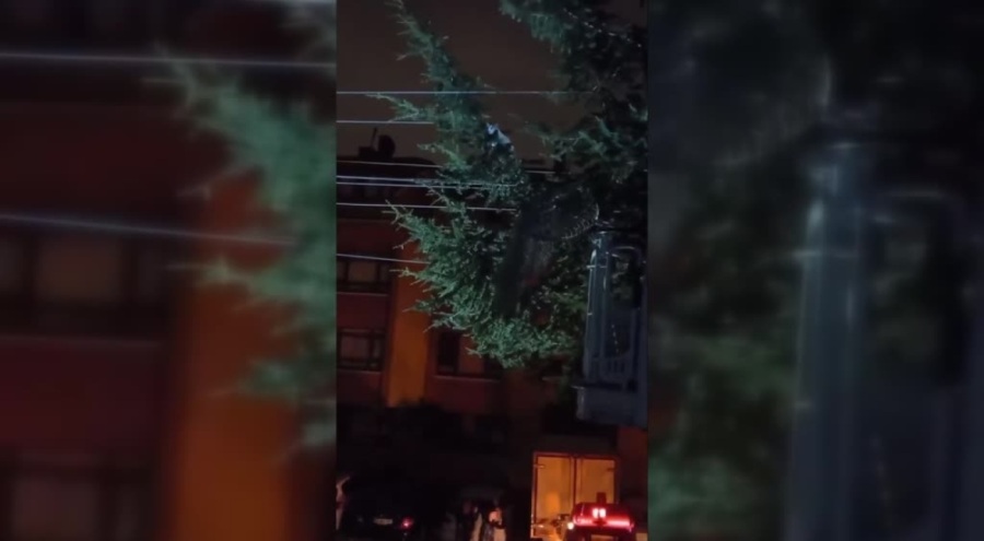 Ankara'da ağaçta mahsur kalan kediyi itfaiye kurtardı