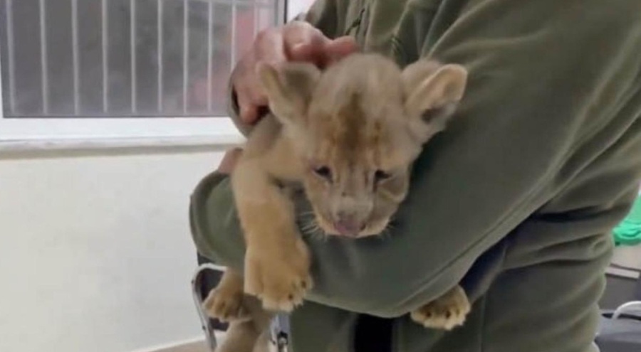 İstanbul'da yavru Afrika aslanı ele geçirildi