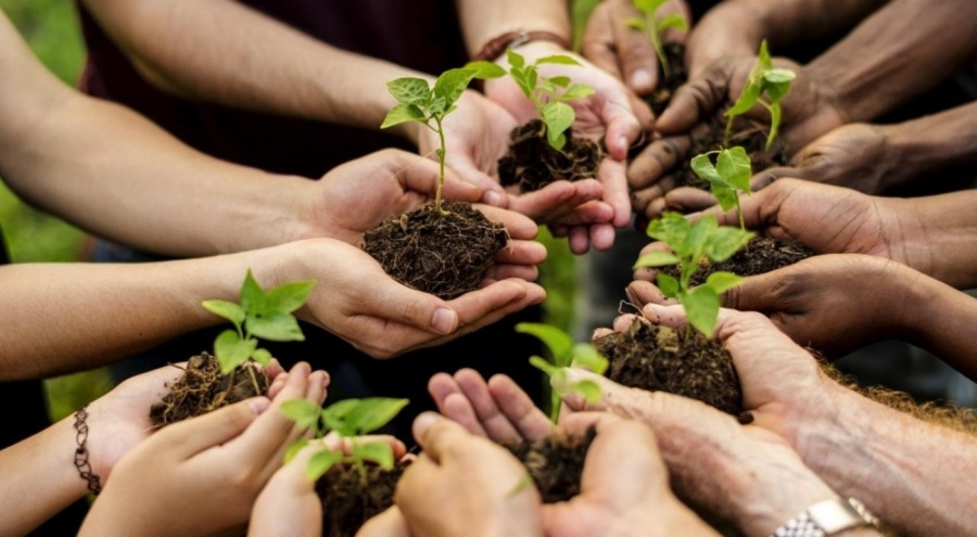 11 Kasım'da 81 ilde 550 milyona yakın fidan toprakla bulaşacak