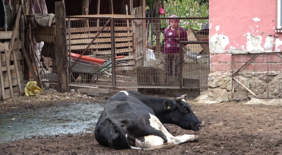 Bursa Uludağ Üniversitesi'nden şap alarmı: Aşıya rağmen vakalar görülüyorsa yeni varyant ihtimali yüksek