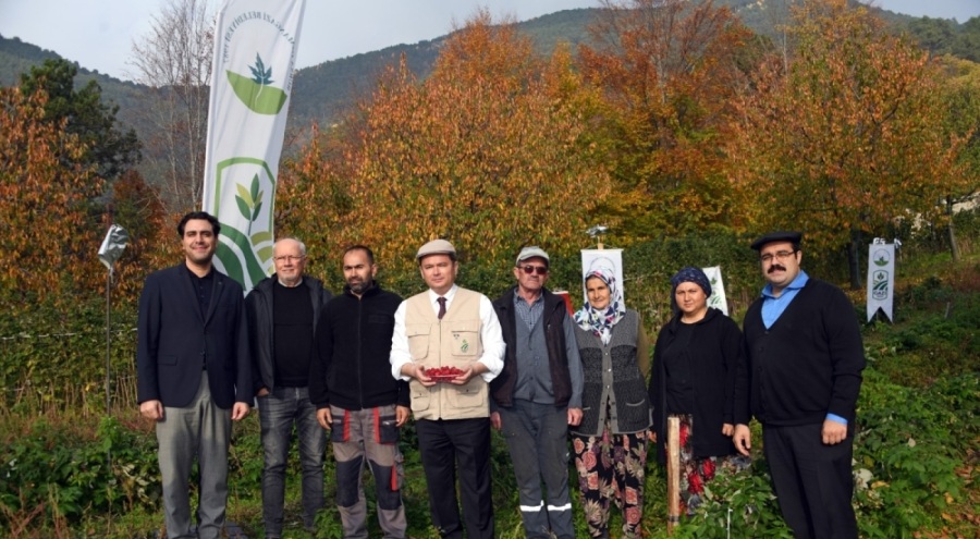 Osmangazi Belediyesi'nden üzümsü meyvelerde organik tarım seferberliği