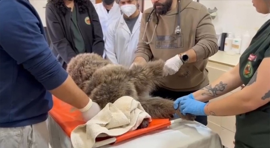 Kars'ta yol kenarında bulunan yaralı bozayının tedavisi sürüyor