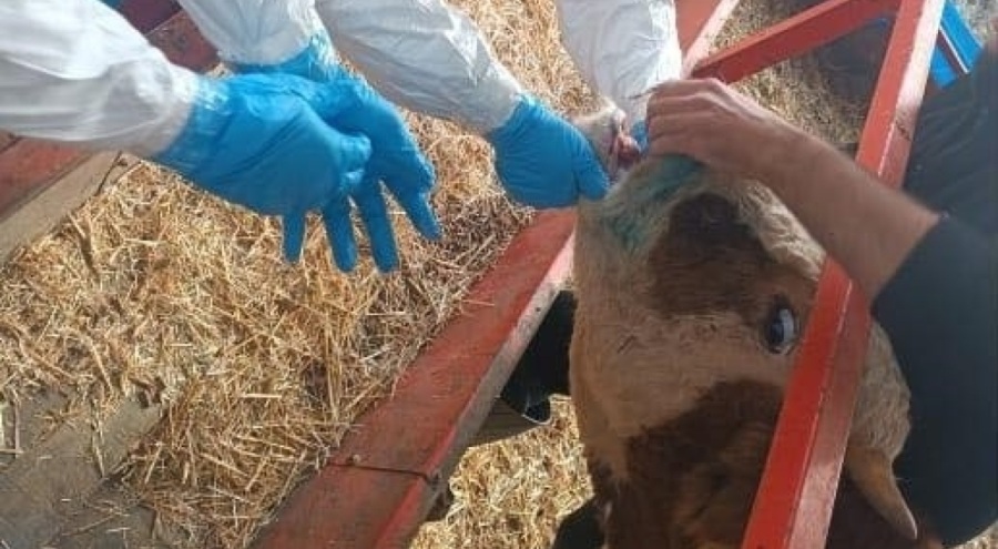 Aydın'da şap hastalığıyla mücadele sürüyor