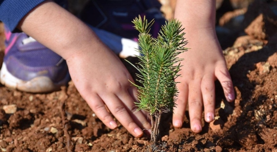 Milyonlarca fidan 11 Kasım'da toprakla buluşacak