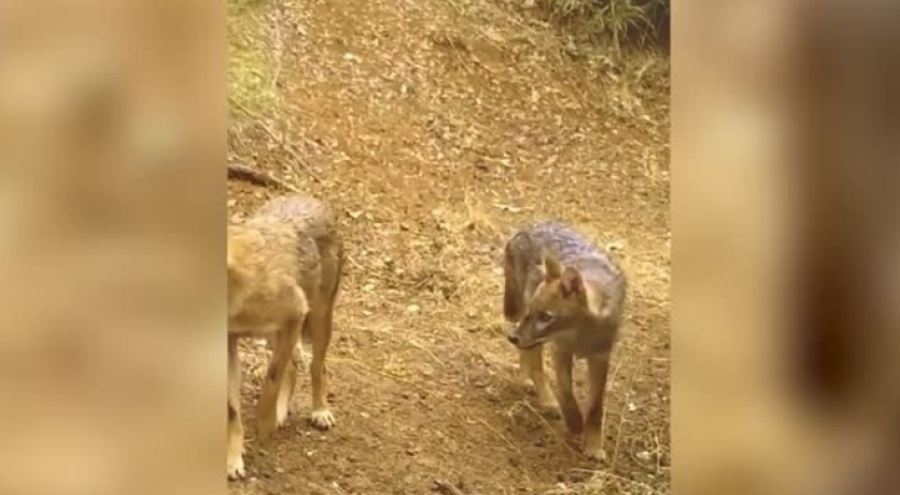 Uludağ'da 2 çakal fotokapana yakalandı