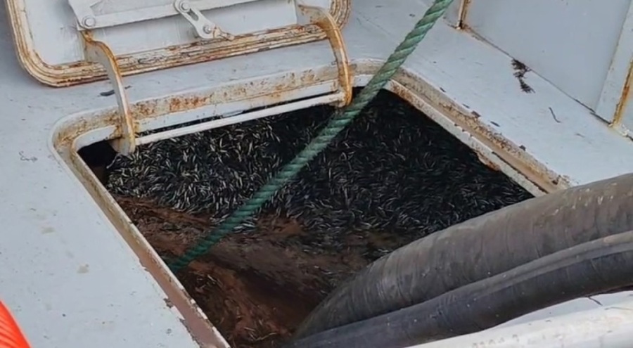 Trabzon Araklı Limanı'nda hafta sonu hamsi yoğunluğu