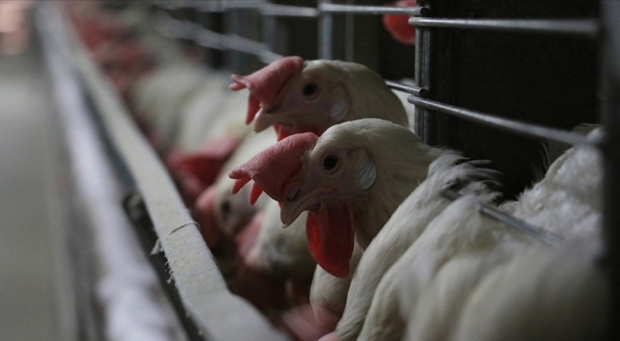 Kuş gribi alarmı: 2 milyondan fazla hayvan itlaf edildi