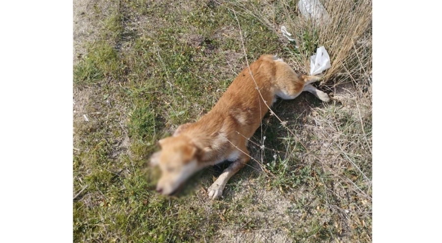 Denizli'de hayvan katliamı: Yol kenarında çok sayıda köpek ölü bulundu!