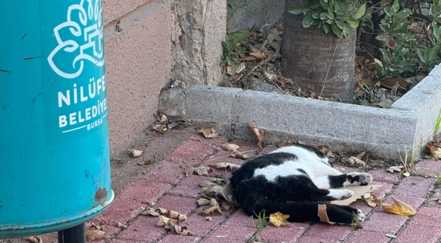 Nilüfer'de gizemli kedi ölümleri!
