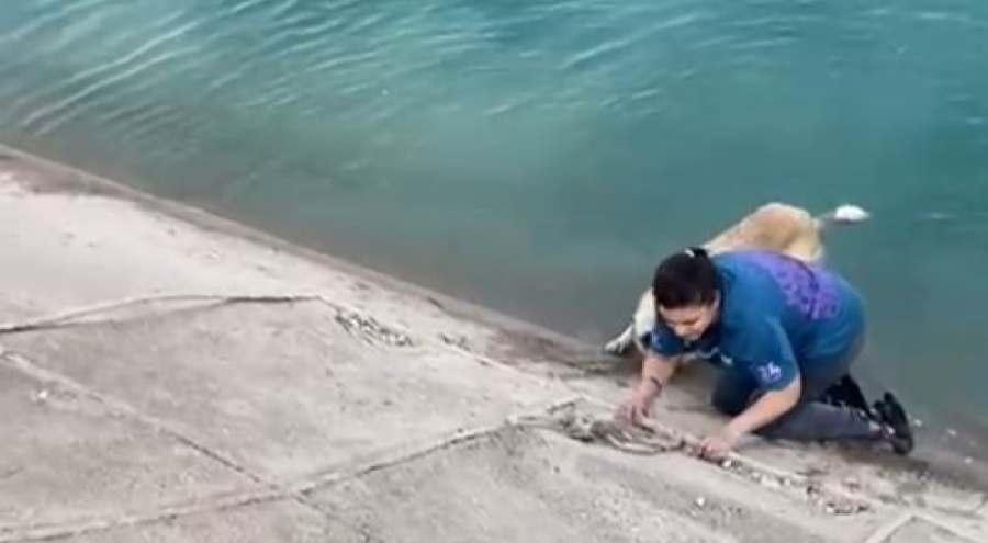 Bursalı anne Fırat Nehri'ne düşen kangalı böyle kurtardı