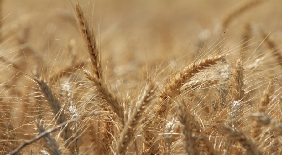 Küresel tahıl üretiminde tüm zamanların zirvesi geliyor