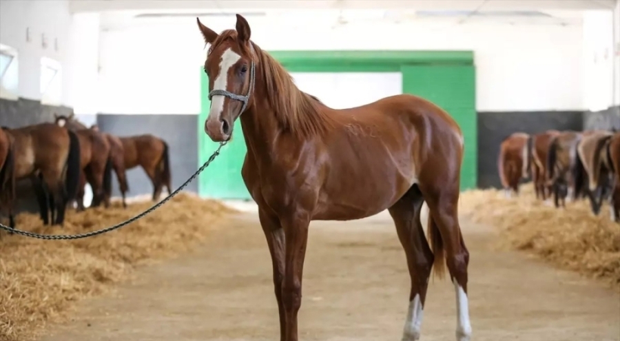 TİGEM, Bursa'da safkan Arap koşu taylarını satışa çıkarıyor