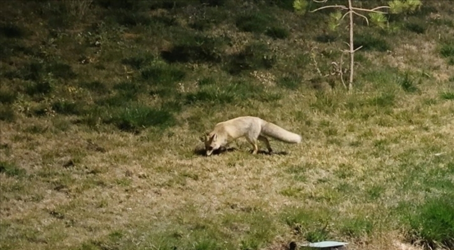 Bitlis'te aç kalan tilki yerleşim yerine indi