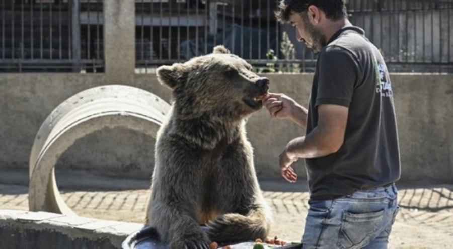Ayı saldırıları artınca meclis devreye girdi