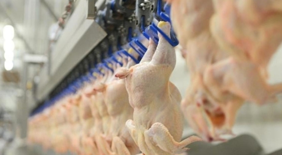 Tavuk eti üretimi arttı