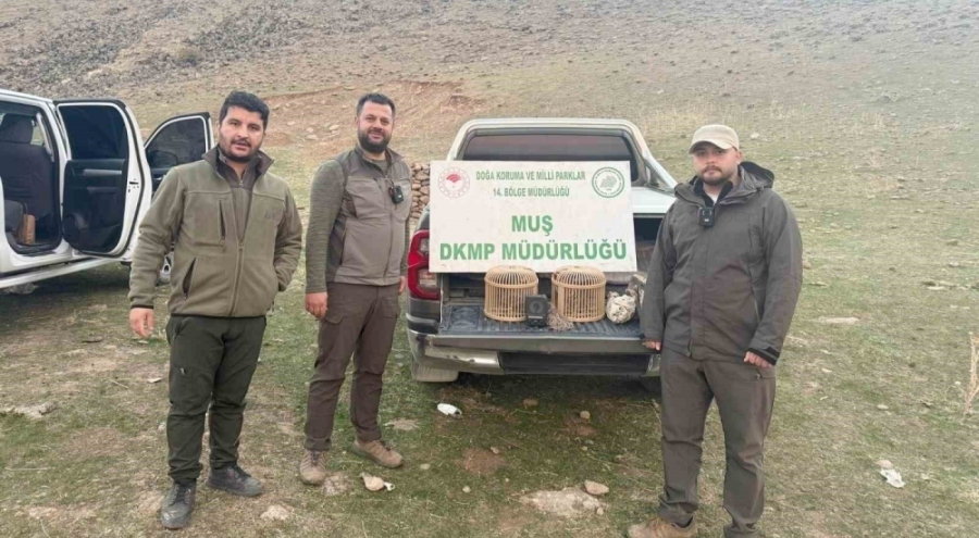Yasa dışı kafes avcılığı yapan şahıs yakalandı