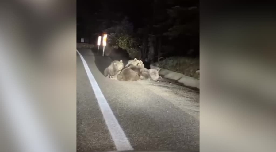 Bursa'da yol kenarında anne ayı yavrularını emzirdi