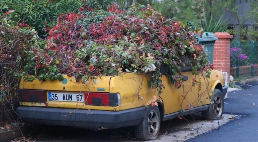 8 yıldır park halindeki otomobili sarmaşıklar sardı