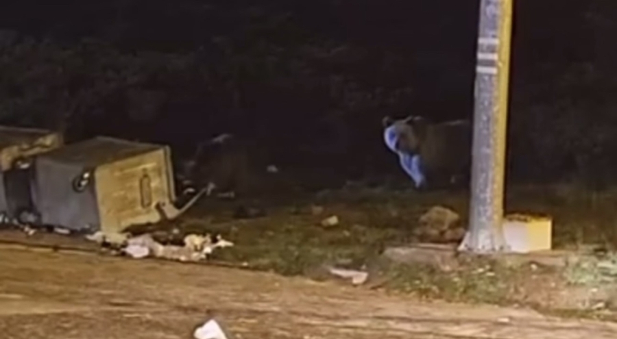 Bursa Uludağ'da kış uykusuna yatmayan ayılar yiyecek aradı