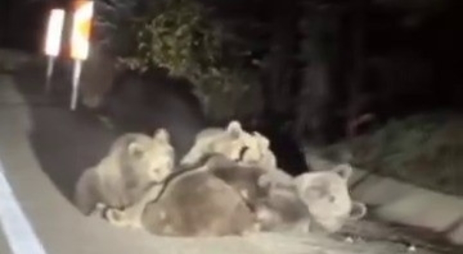 Uludağ'da anne ayı yavrularını emzirirken görüntülendi