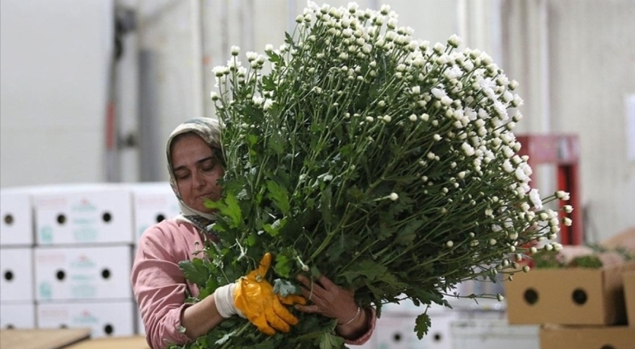 Çiçek sektörü ihracatta rekor kırıyor