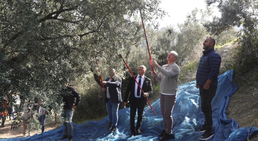 Bursa Mudanya'da zeytin hasadı sezonu başladı
