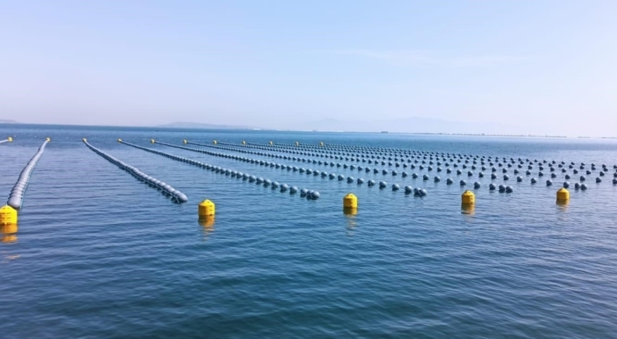 İstanbul'daki gıda zehirlenmesi ve kaçak midye gerçeği