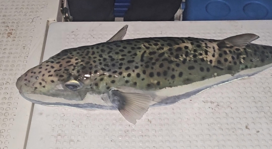 Gemlik Körfezi'nde benekli balon balığı alarmı!