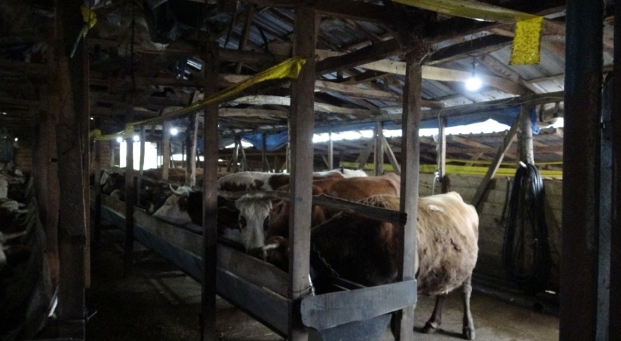 İstanbul'da şap alarmı: 3 köy karantinada, 18 mahalle gözetim altında