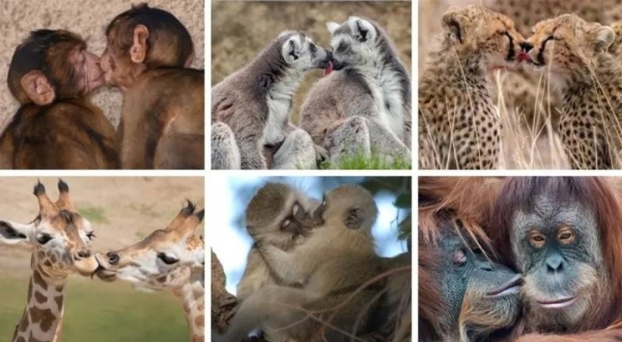 Bilim dünyasını sarsan araştırma: Öpüşmeye 21 milyon yıl önce başladık