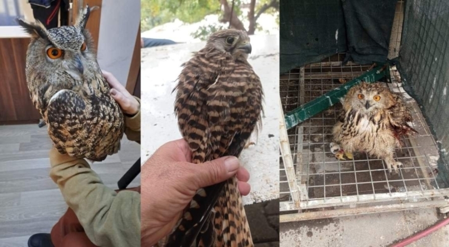 Şırnak'ta yaralı ve bitkin olarak bulunan 4 kuş tedavi altına alındı