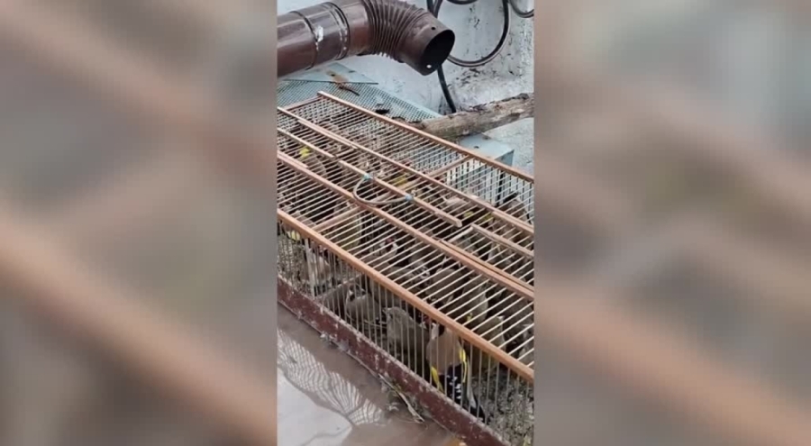 Bursa'da yasa dışı yakalanan kuşlar doğaya salındı