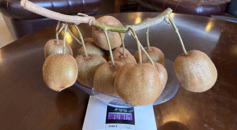 Samsun'da 180 gramlık kivi tescillendi