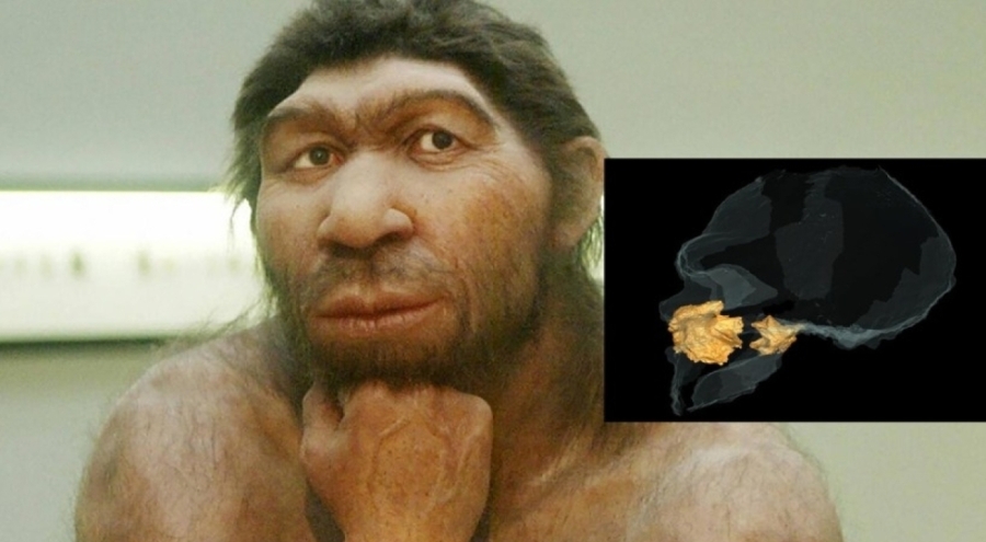 Neandertaller hakkındaki popüler teori çöktü