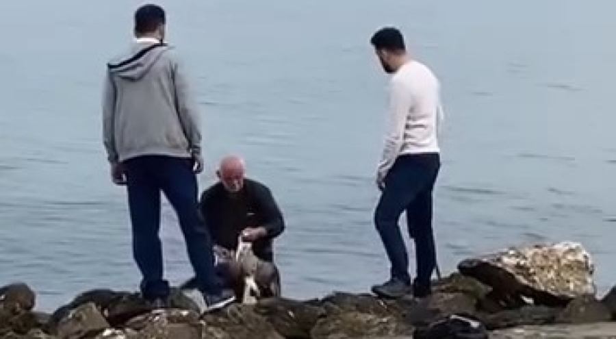 Bursa'da oltaya takılan martıyı vatandaş kurtardı