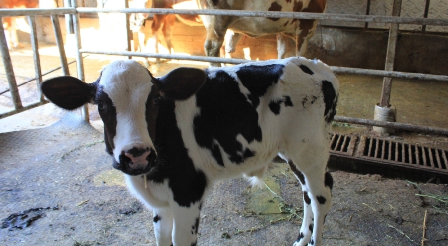 Şap yüzünden beside yüzde 30 kayıp! "Et fiyatları yükselecek"
