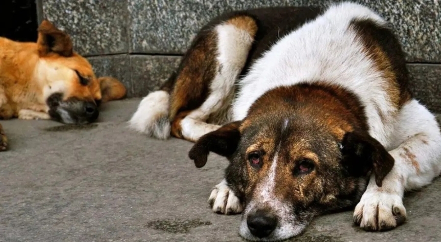 İstanbul Valiliği'nden 'sokak hayvanları' açıklaması
