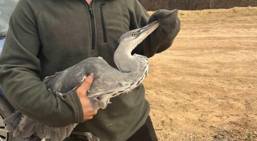 Bursa'da mahsur kalan mavi balıkçıl kuşunu gençler kurtardı