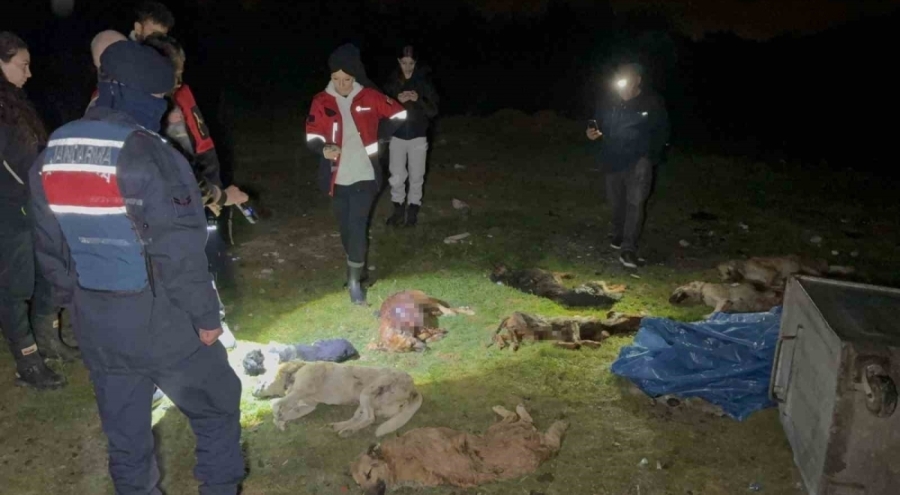 Çöp konteynerinde 9 telef olmuş köpek bulundu