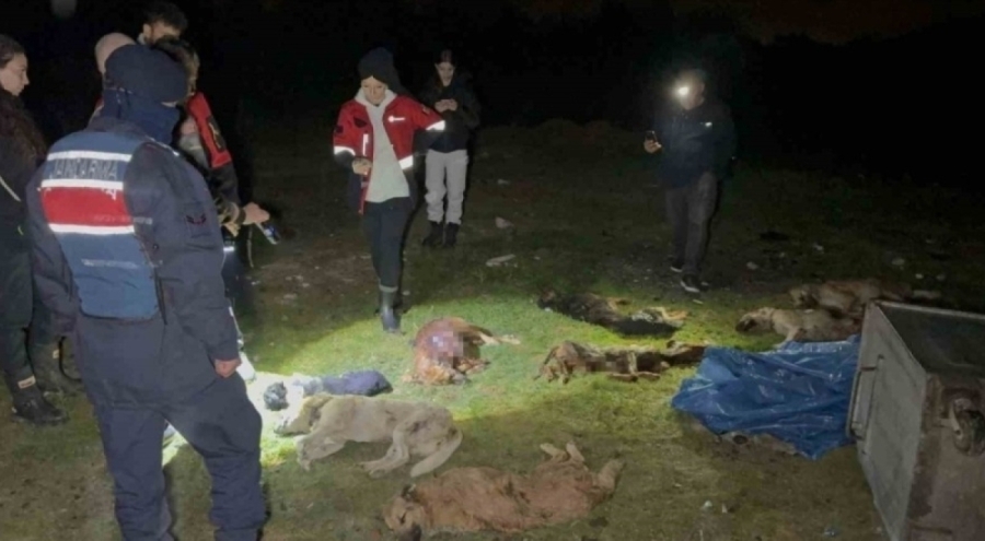 9 köpek tabancayla vurulmuş halde ölü bulundu