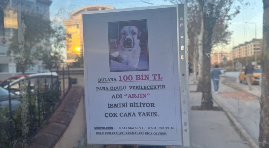 Bursa'da herkes bu köpeği arıyor: Bulana 100 bin TL verilecek