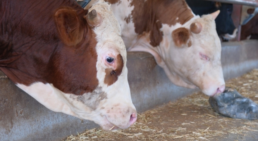 ABD Tarım Bakanlığı açıkladı: "Türkiye'de yıllık 400-500 bin buzağı ölümü oluyor"